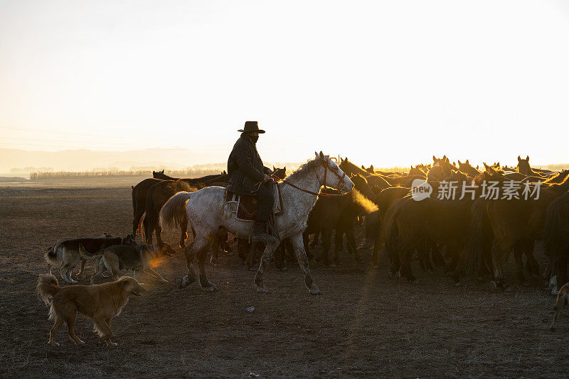 狗和牧马人追逐野马群的背景