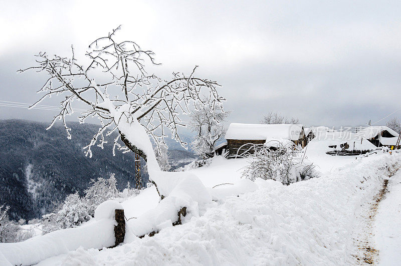 森林村下大雪