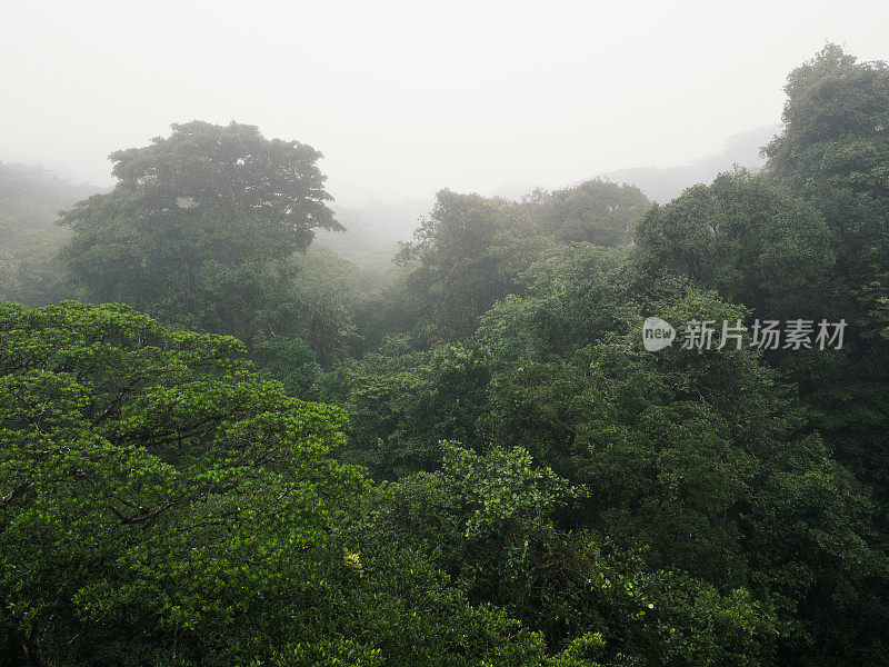 雨中的云雾森林，哥斯达黎加蒙特维达