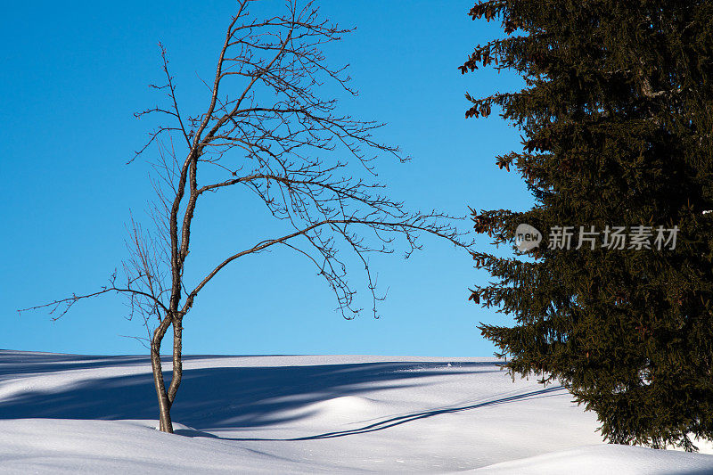 一棵光秃秃的树面对着雪中的冷杉树