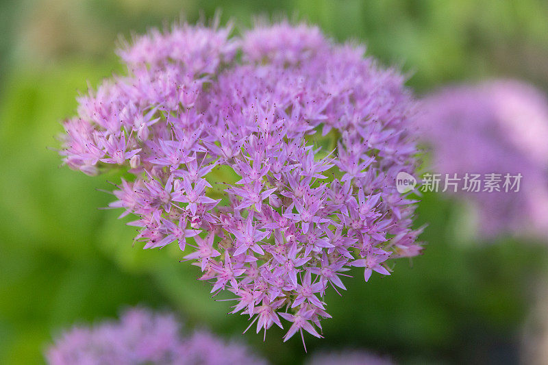 艳丽的紫色石笋花