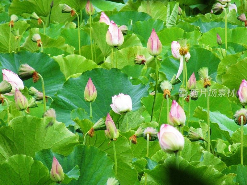 日本。7月底。莲花盛开。