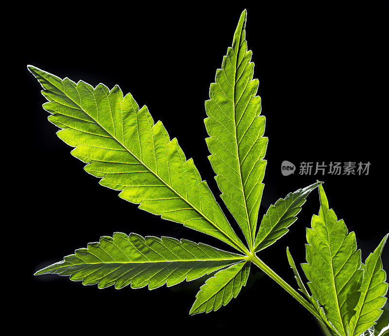 大麻:在黑色背景上分离的大麻叶子