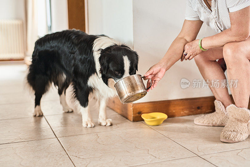 母犬给边境牧羊犬浇水