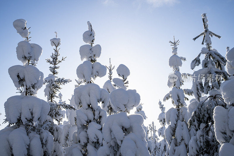 芬兰雪林之旅