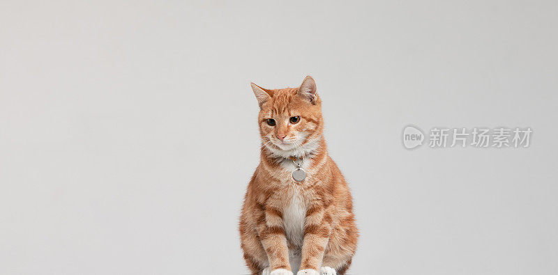 动物肖像姜猫在工作室与白色孤立的背景。概念摄影与复制空间，家猫坐着放松。