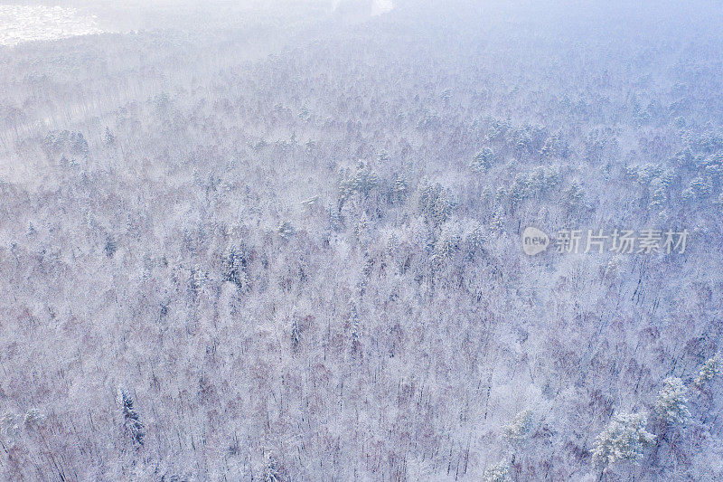 鸟瞰图的混合森林覆盖着雪。