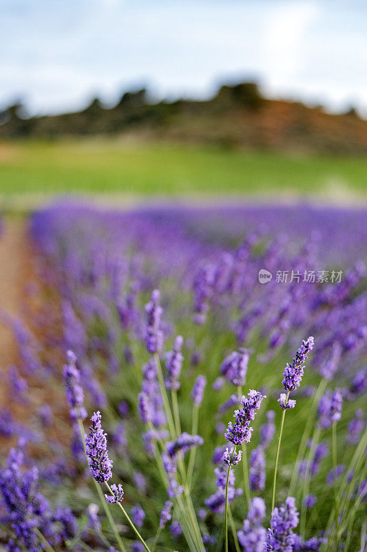 日落时分，薰衣草花在阳光明媚的田野上