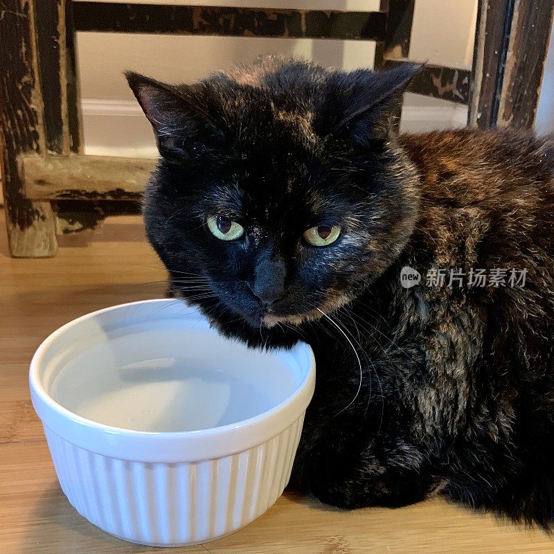 高级Tortie猫在一碗水上休息