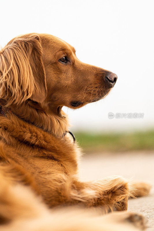 金毛猎犬侧面肖像