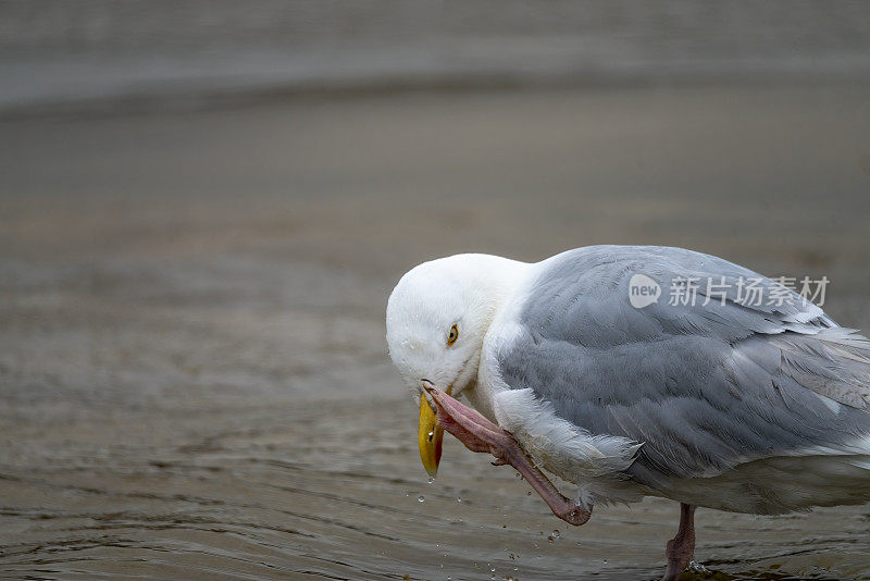 雨中的银鸥