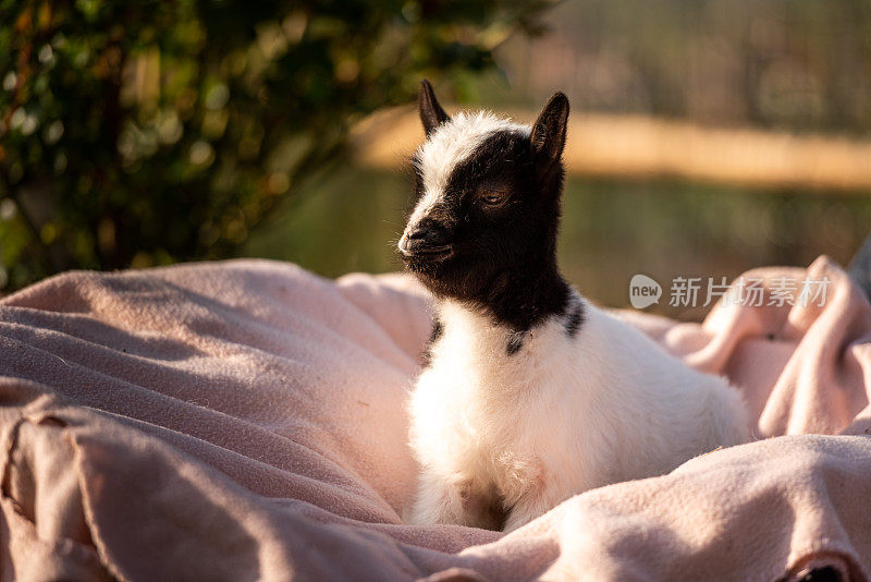 初春阳光下的小山羊喜欢躺在毯子上晒太阳