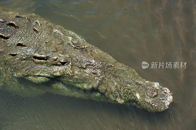 部分淹没的鳄鱼头，塔科勒斯河，尼科亚湾，哥斯达黎加