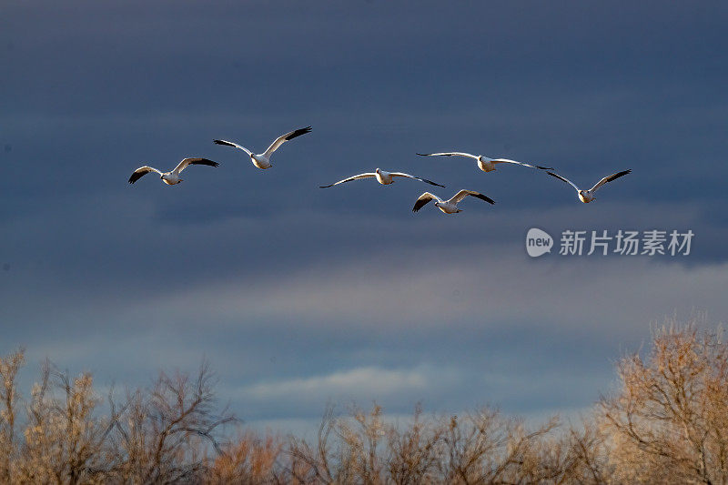六只雪雁从黑暗的天空飞向摄像机，进入野生动物保护区