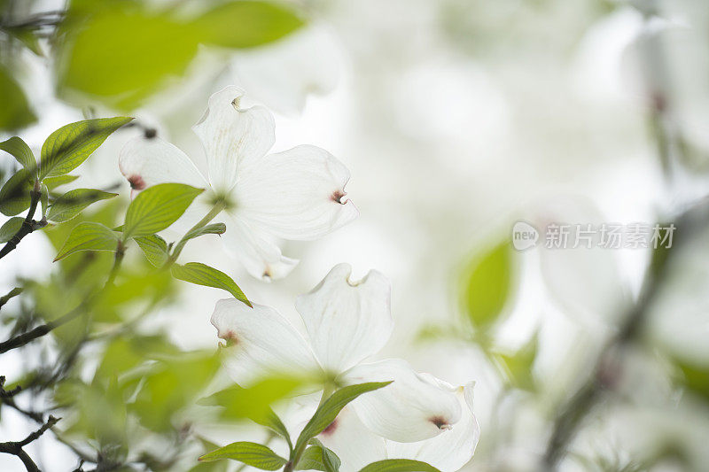 盛开的白山茱萸