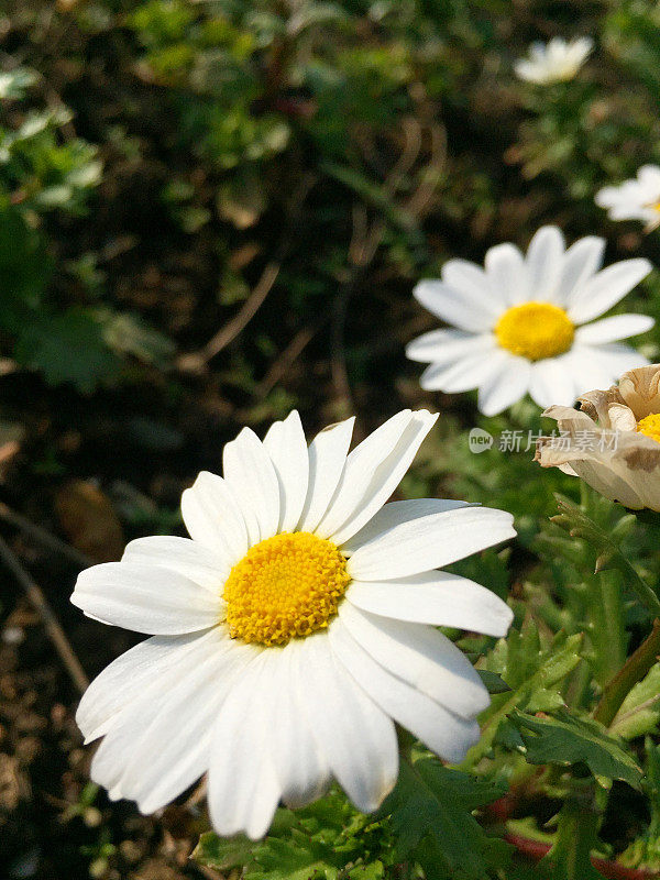 雏菊。洋甘菊。花与白色花瓣在自然界