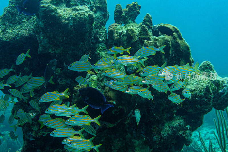 珊瑚礁里成群的黄色条纹的咕噜鱼