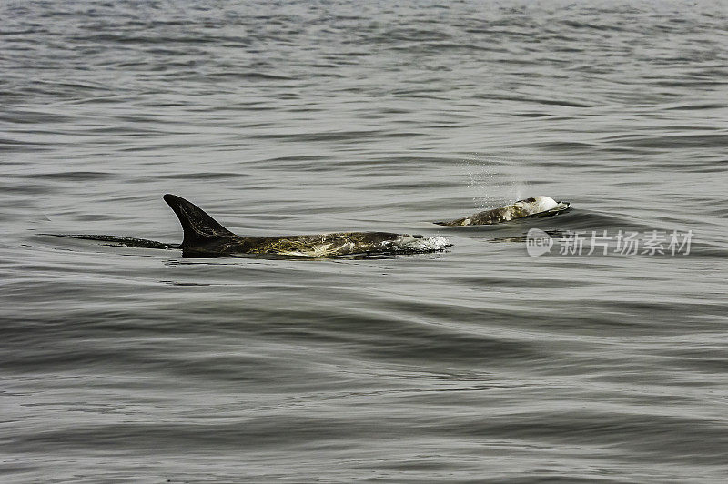 灰海豚是灰海豚属中唯一的一种海豚。加州蒙特雷湾
