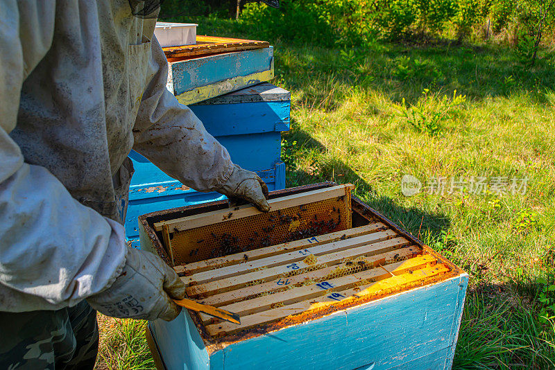 一个穿着养蜂人服的人从蜂箱里取蜂蜜