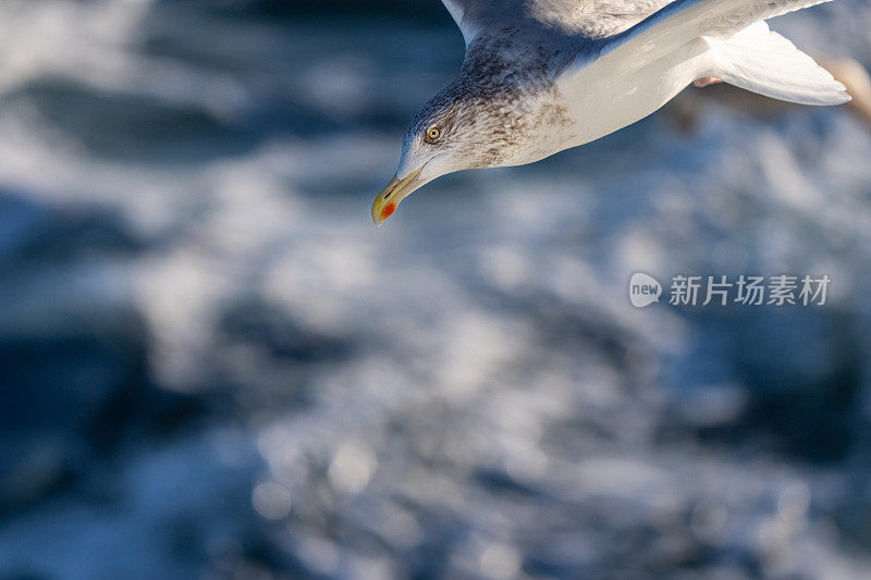 海鸥和鸟类:一艘渔船上的动物行为