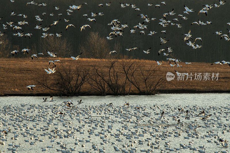 中溪野生动物管理区的雪雁