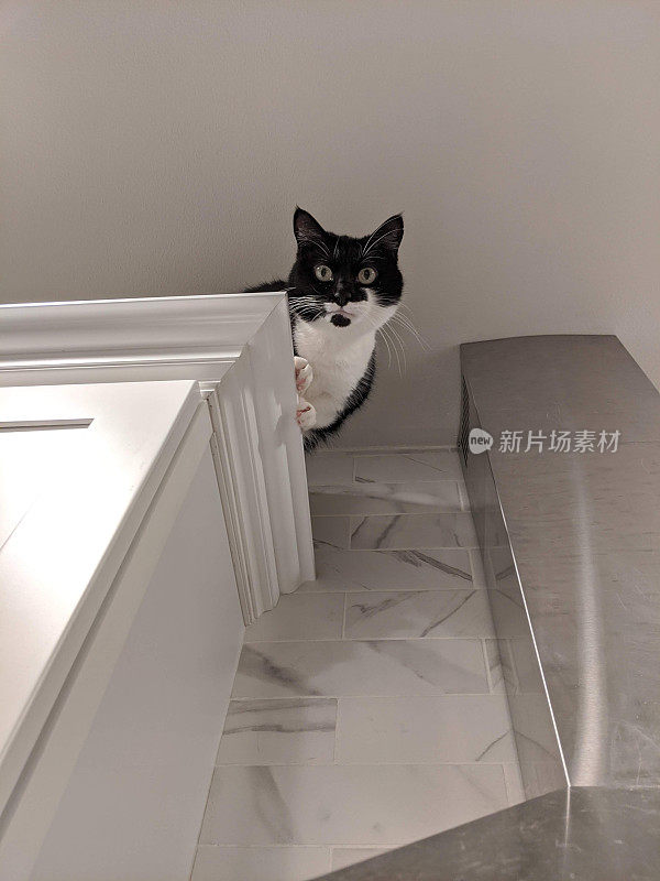 猫在厨房的橱柜上往下看