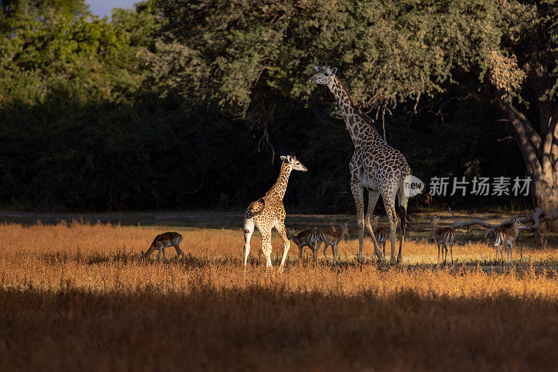 野生的成年长颈鹿和它的幼崽