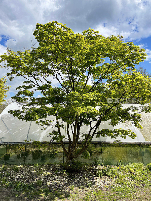 标本日本枫树(掌槭)的图像培养和生长旁边的植物苗圃中心polytunnel，云蓝色晴朗的天空