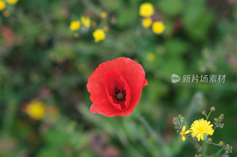 野花草地上鲜红的罂粟花。