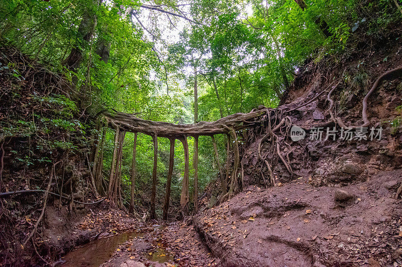 哥斯达黎加Monteverde云雾森林中的巨大无花果树根