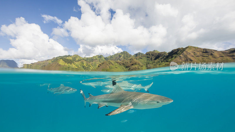 Mo'orea清澈的太平洋水域中的黑鳍礁鲨。