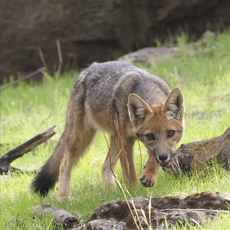 一只单独的安第斯灰狐或'Culpeo'跟踪它的猎物在林地