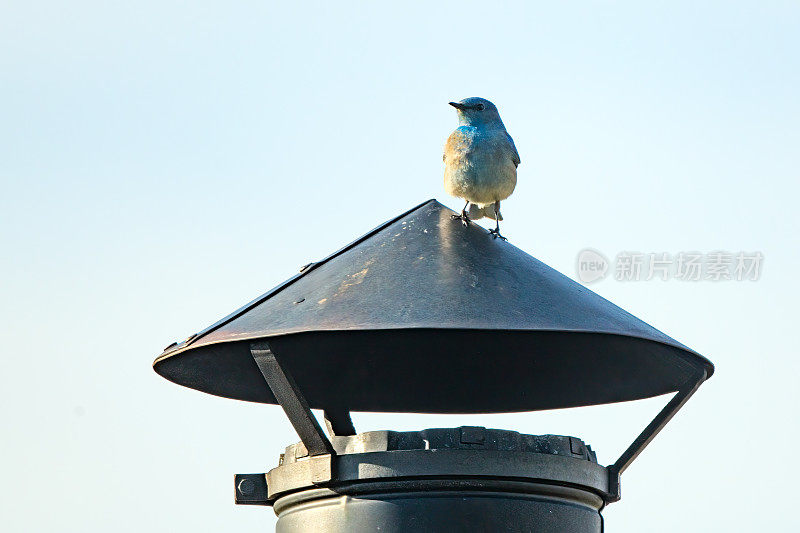 雄性山蓝鸟栖息在烟囱上