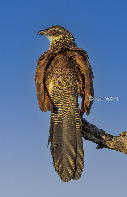 塞内加尔Coucal