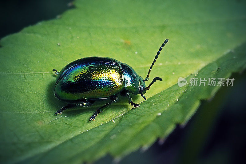 绿船坞叶甲虫昆虫