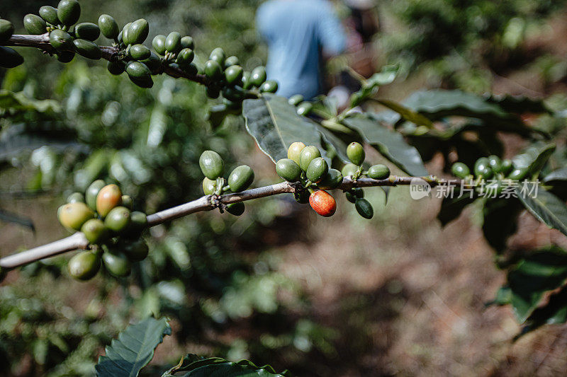 阿拉比卡咖啡豆种植在山上的咖啡种植区。