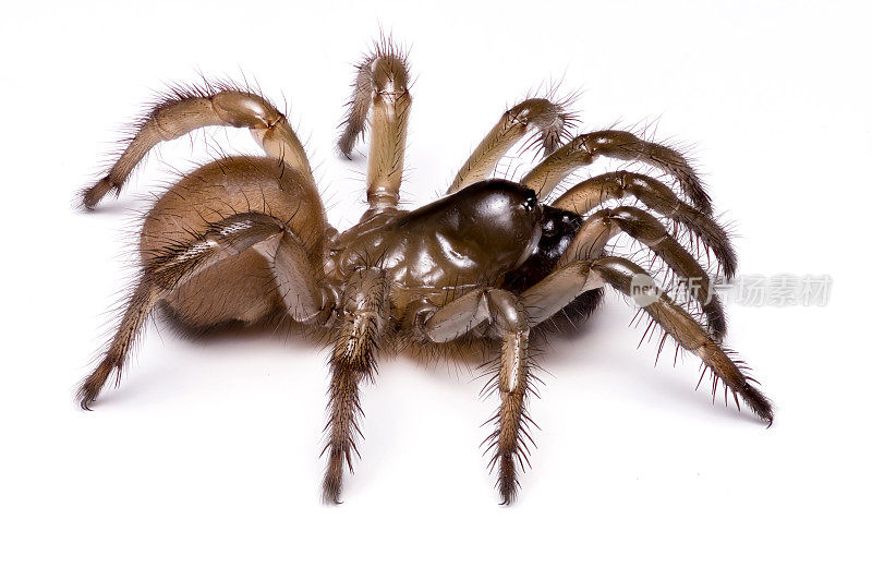 棕色地板门蜘蛛-极端的景深详细特写