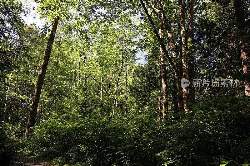 夏天西海岸森林的广角视图