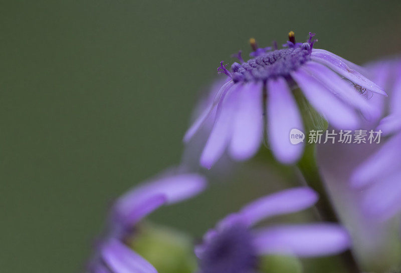 瓜叶菊的花