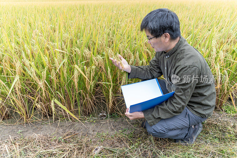 一位亚洲男农学家蹲在稻田里检查熟了的稻子