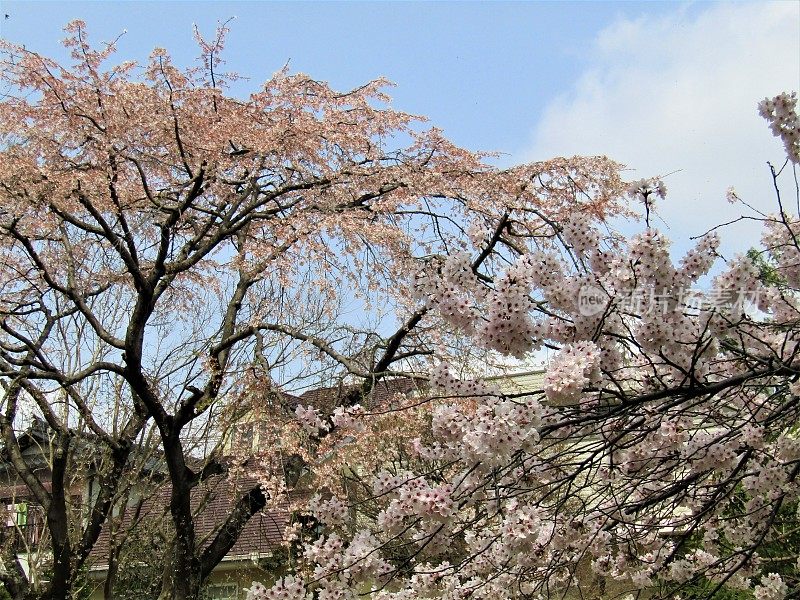 日本。三月底。到处都是樱花。