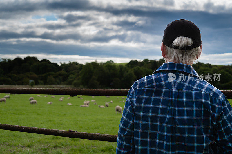 一位长者在田野里看羊的后视图
