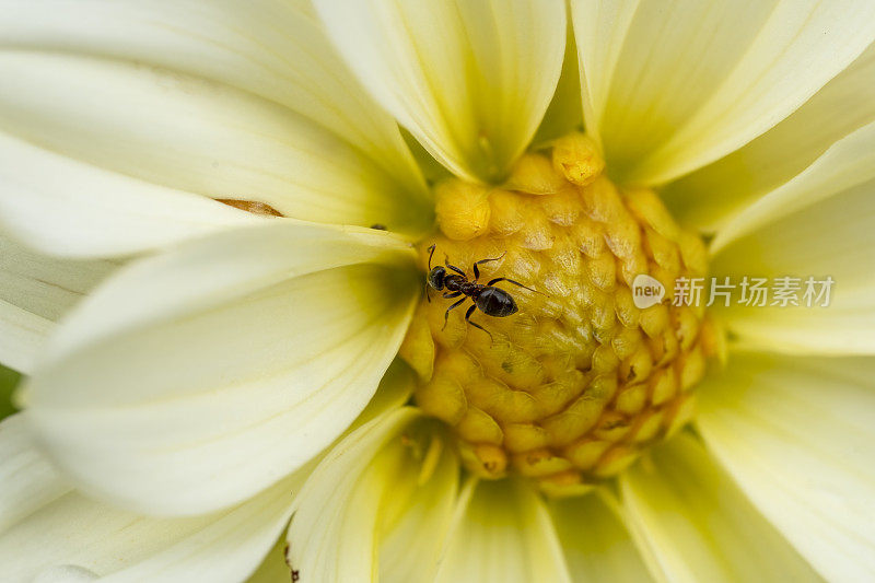 大丽花，花的中心有一只蚂蚁