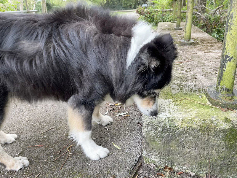 高级边境牧羊犬近距离肖像