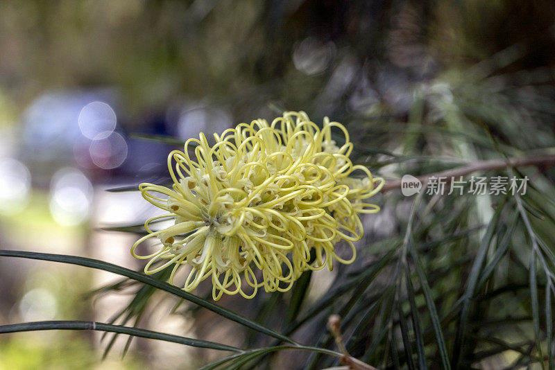 白色格蕾梅月光花，自然背景与复制空间