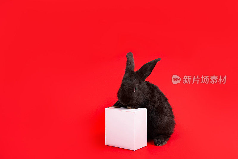 一只黑兔子坐在红色背景的白色纸盒里。根据中国生肖历法，兔是2023年的象征。新年贺卡。农场动物。可爱的宠物家庭
