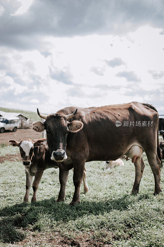 一头牛和一头小牛在山上吃草的垂直镜头