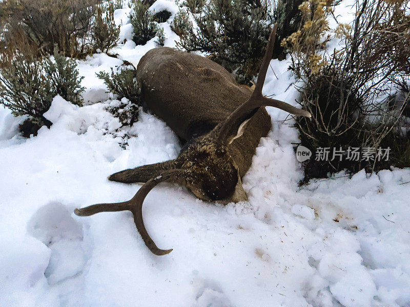 收获的骡子鹿鹿在落基山脉步枪狩猎照片系列