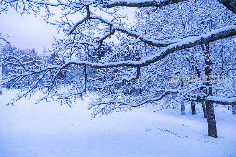 城市公园的冬季景观和积雪覆盖的树木