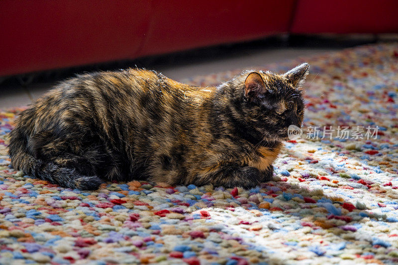 熟睡的玳瑁猫坐在地毯上